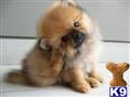 Pomeranian